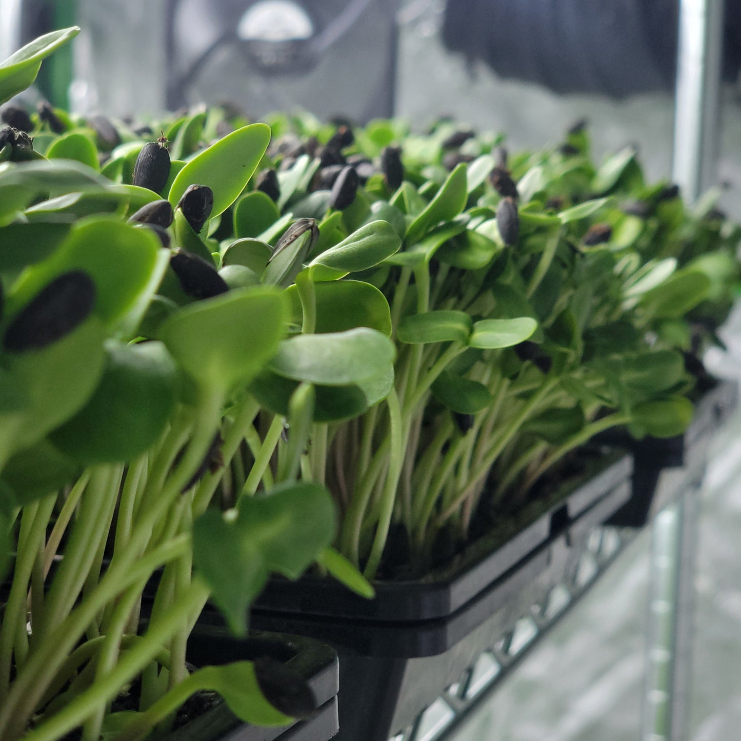 - Sunflower Microgreens - 2 oz.