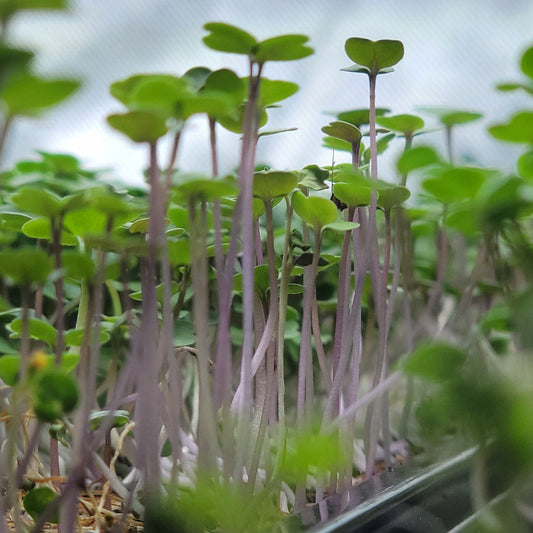 - Broccoli Microgreens - 2 oz.