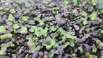 - Radish Microgreens - 2 oz.