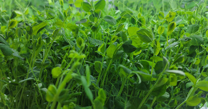 - Pea Microgreens - 2 oz.
