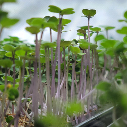- Broccoli Microgreens - 2 oz.