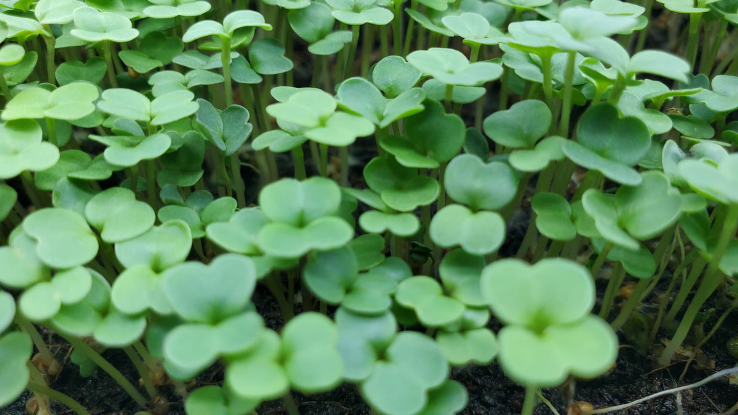 - Arugula Microgreens - 2 oz.